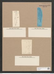 Pleurosigma angulatum aestari [sic?] (Breb.) V.H. (de-Toni-Nr.: Genus 13, Species 1001) Zeichnungen Sammlung Grunow Nr. 1991 (NHMW-BOT-W0368837)